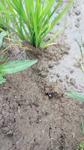 Santapan barbar belut sawah! kepalanya sampai nongol! #ngurekbelut #fypシ゚viral #mancingbelut 