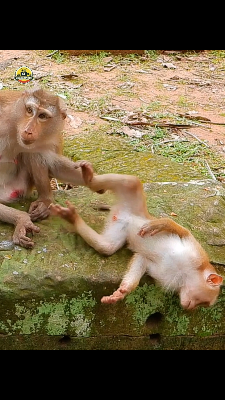 Thank Mom for grooming  #monkeycry #monkeycute #poormonkey #fuunymonkey #animalsbaby #funny #babymonkey 