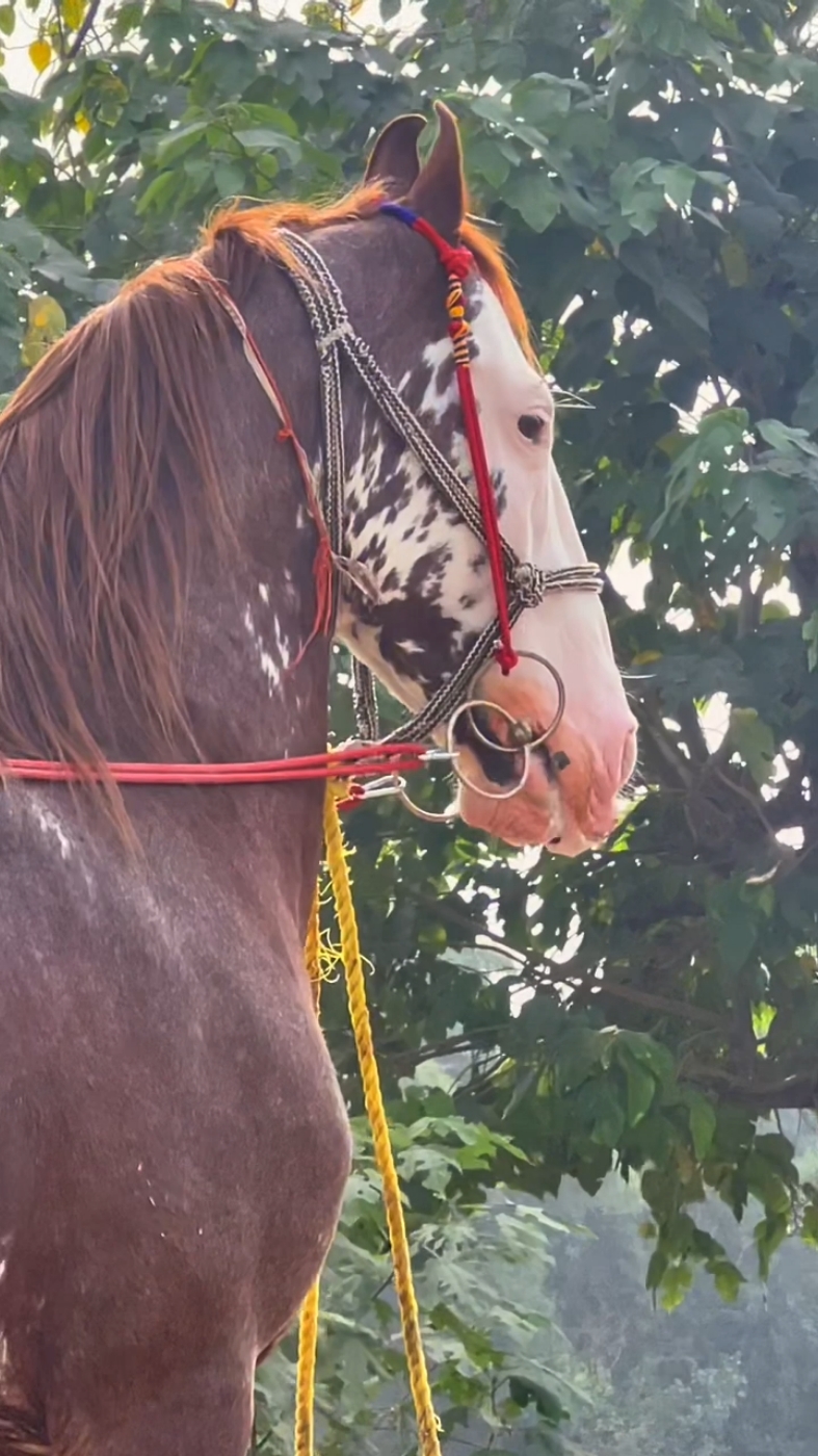 Rajdolara 🧡 #گھوڑے_شوق_نواباں_دا🐴 #horse #horsevideo #horsedance #nazabazi #beautyfullhorse #horsenazabazi #tentpeggging🐎 #foryou #famous #tranding #fyb #CapCut #rajdolara 