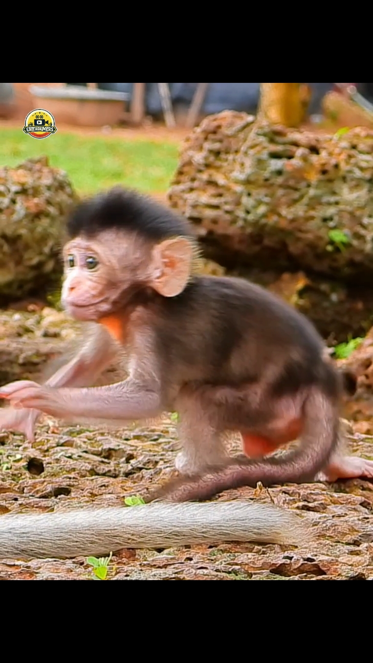 Cutest baby monkey so beautiful  #trending #beautiful #funnymonkey #beautifulmonkey #beautifulmonkey #tiktok 