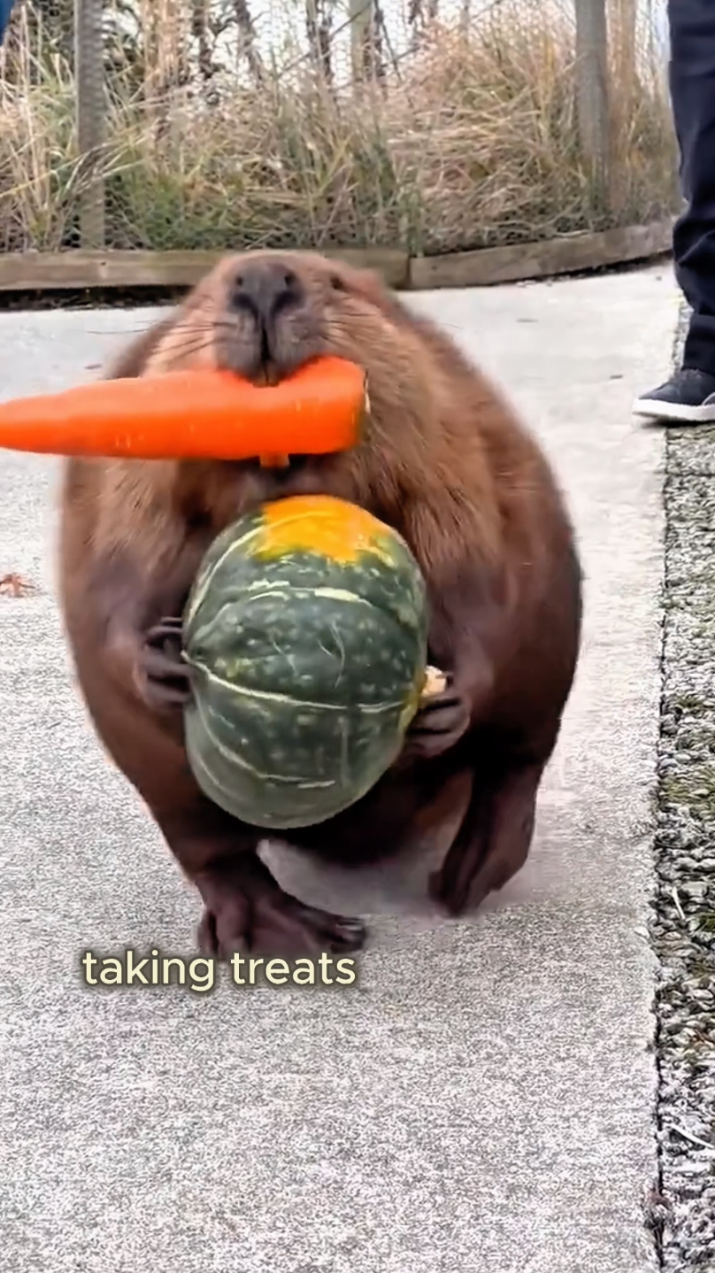 The beaver family treats my place like a free food stash.#foryou #animals #beaver #cute #rescue 