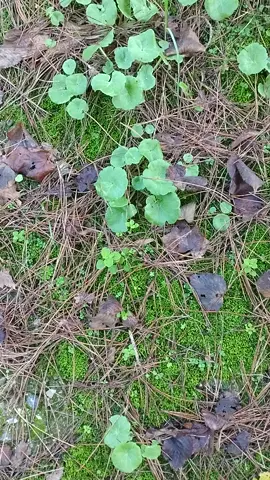 Alcuni superpoteri dell'ombelico di Venere (Umbilicus rupestris)#ombelico #nature 