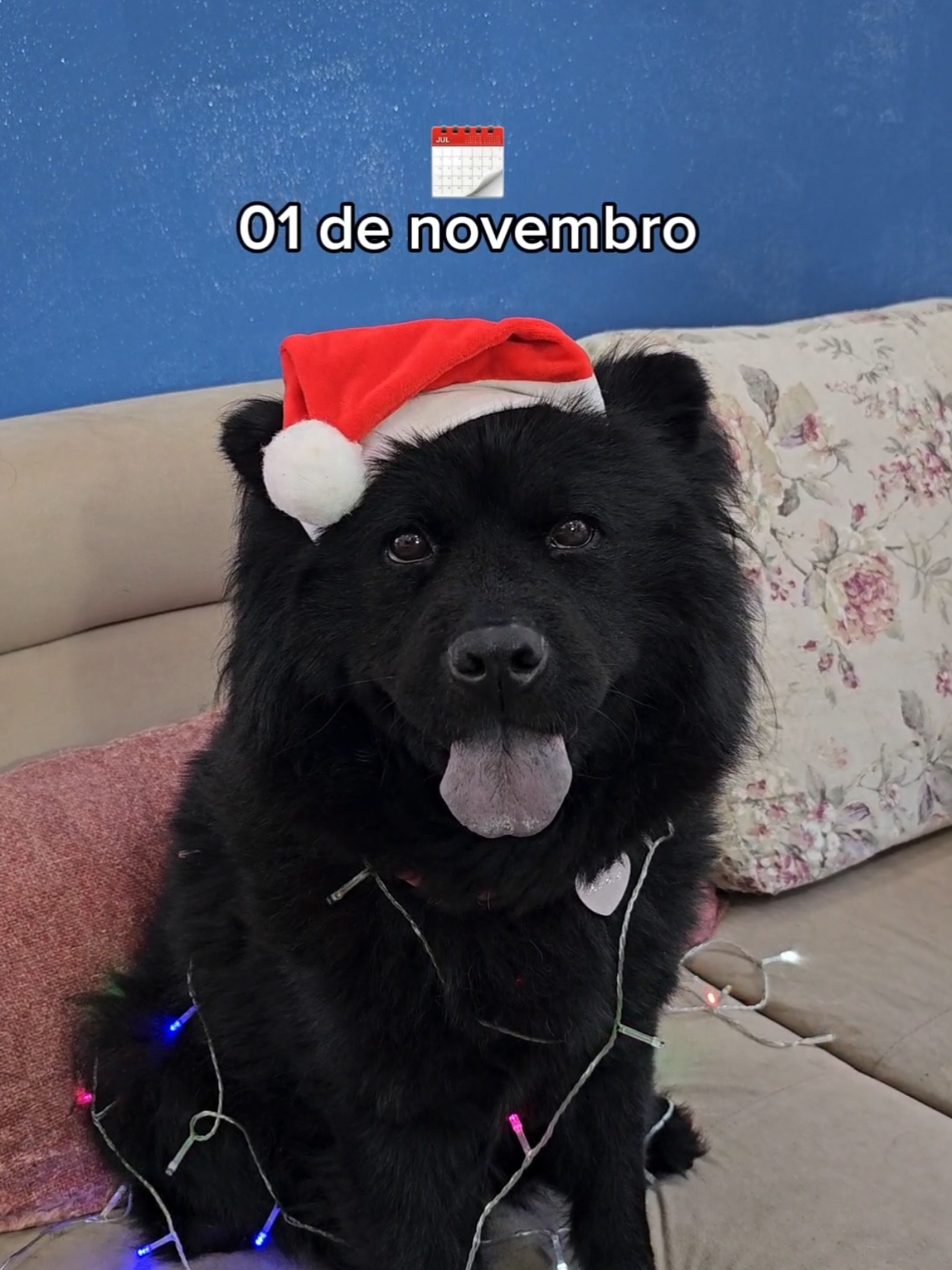 O Natal vem aí 👻 🎄 #Halloween #natal #dogsoftiktok #cachorro #funny #fyp 