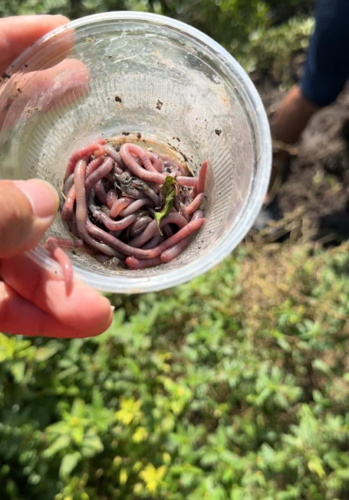 Lombriz de tierra para pescar tilapias 