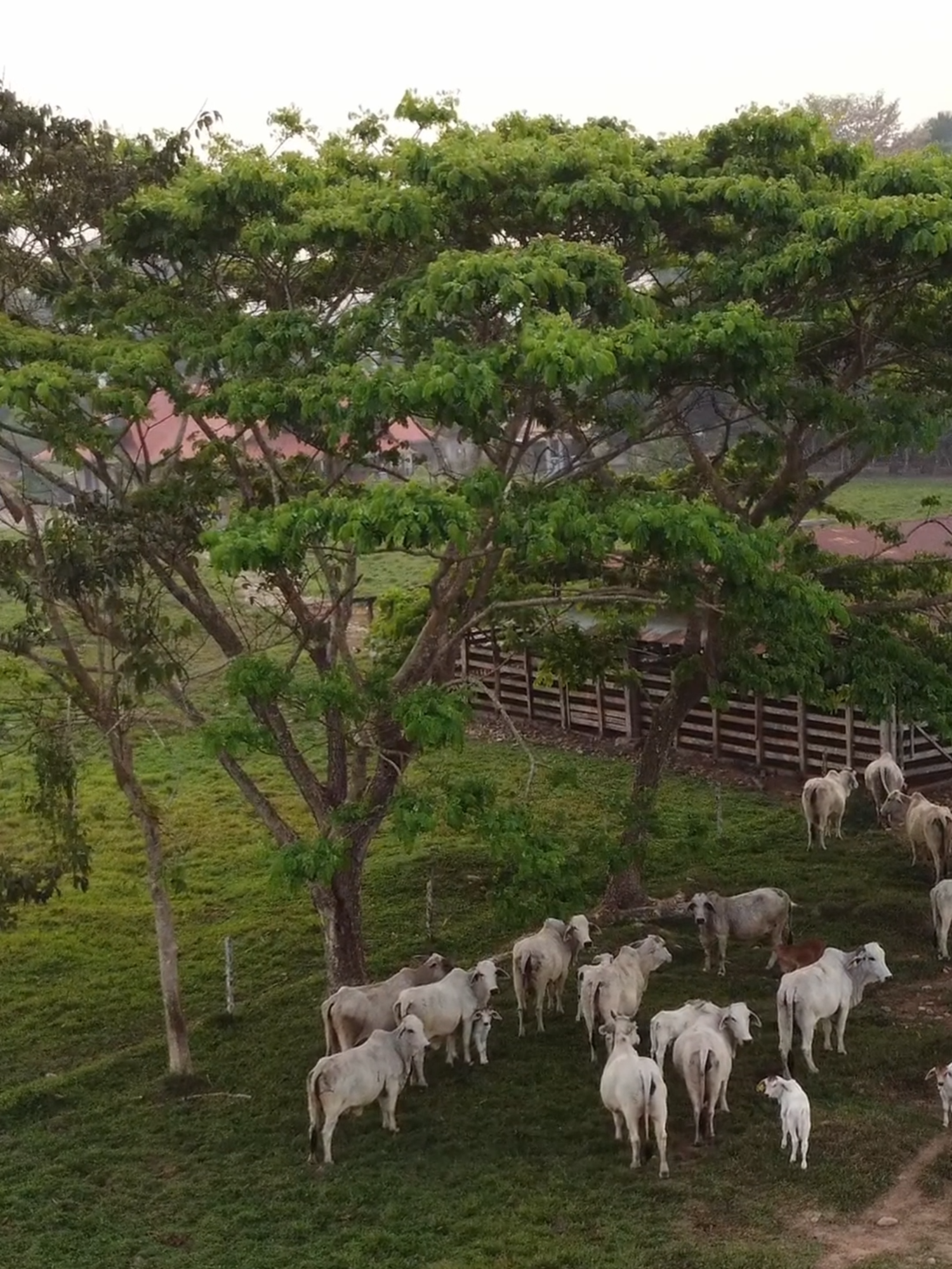 ¡El Samán! el imponente árbol que sirve de sombra y alimento para la ganadería tropical #saman #silvopastura #ganadero #soyganadero #ganaderia #perú #ganaderiaperuana #cercosvivos #sombraparaelganado #brahman #brahmangris #brahmanrojo #vidadecampo #agropecuario #peruralidadtv #arbolsaman #cododelpozuzo #oxapampa #villarica #satipo #riotambo #pangoa #aguaytia #tocache #uchiza #neshuya #pucallpa #campoverde #puertoinca #puertozungaro #palcazu_iscozacin #iscozacin #puertobermudez #ciudadconstitucion #honoria #sepahua #ucayali #rioja #baguagrande #baguachica #nuevacajamarca #ganaderiacolombia #cajamarca #chiclayo #cutervo #ganaderiatropical #sanignacio #moyobamba #juanjui #aucayacu #pasturas #cebu #ganaderialpastoreo #pastosyforrajes