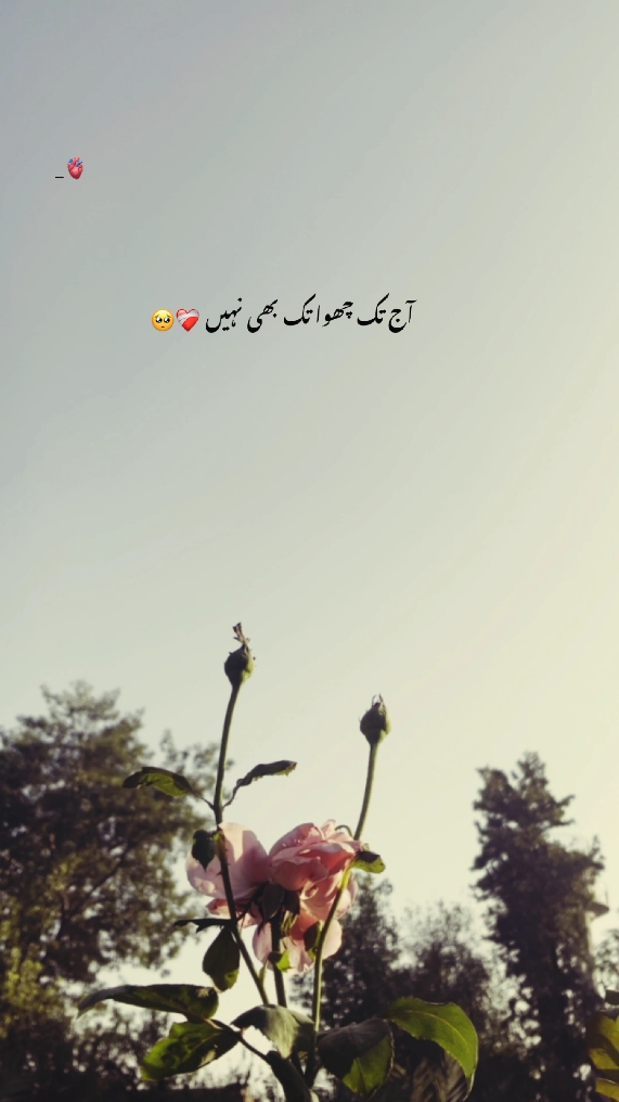 آج تک چھوا تک بھی نہیں❤🌸#status #urdupoetry #poetry #aesthetics #unfreezemyacount #foryou #foryoupagе #1millionaudition #growmyaccount #fyyyyyyyyyyyyyppppppppppppppppp #fypシ゚ 