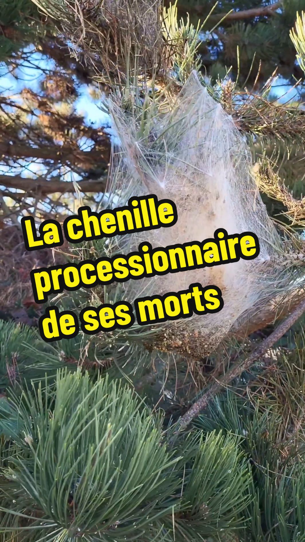 La chenille processionnaire est classé nuisible, faites appel à votre mairie pour qu'un professionnel se charge de leurs destruction.  #chenille #chenilleprocessionnaire #nuisible #animaux #nature #sauvage #apprendresurtiktok 