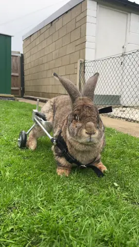 Alvin got wheels for the garden !! ♥️♥️ Day one: 10 minutes, he was a little annoyed but seemed comfy once he realised he could run as fast as his girls now !! #wheelchair #halloween #rabbitsoftiktok #animalsoftiktok #hare #obsessed #loveyou #ahutchisnotenough #themoreyouknow #chipmunks #giantrabbit #toocute #thefluffle #strongboy #tripod #bunny 