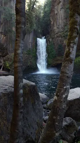 Gliding between towering trees, captivated and drawn toward the mesmerizing beauty of Toketee Falls, where water tumbles into a tranquil, hidden oasis. #calm #cinematic #nature #Outdoors #waterfall 