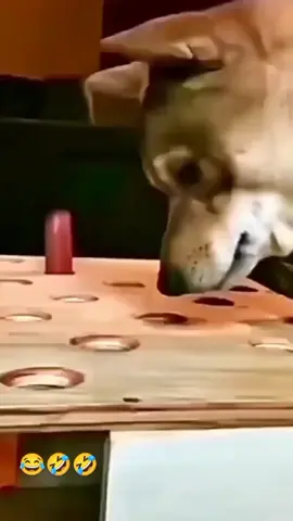 follow for more daily videos 🌝📸  #dog #funnytiktok #laugh 