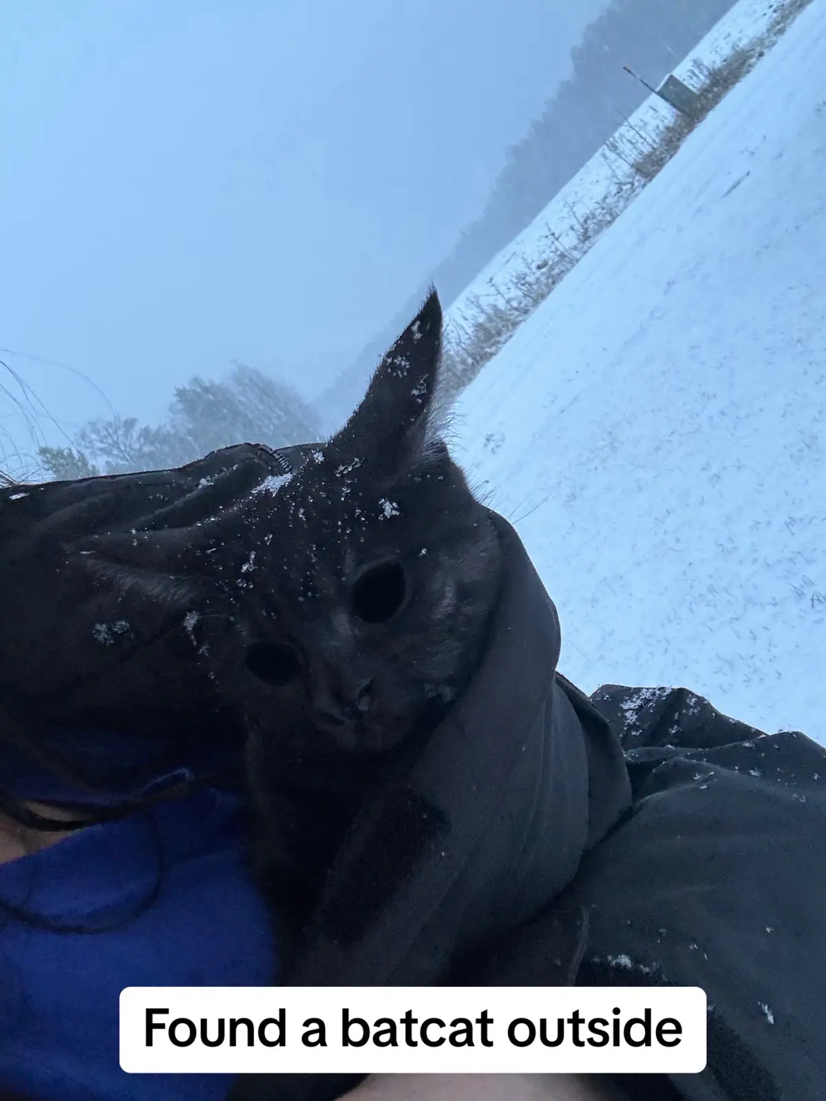 First time she has seen snow so be patience with her🥺 #batcat #blackcat #catlover #halloweencat  