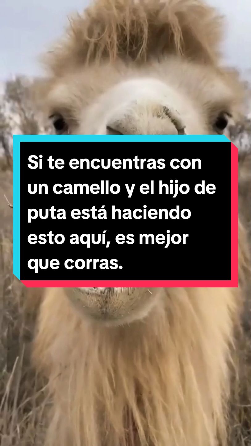 Si te encuentras con un camello y el hijo de puta está haciendo esto aquí, es mejor que corras. #camello #animales #animal #humor 