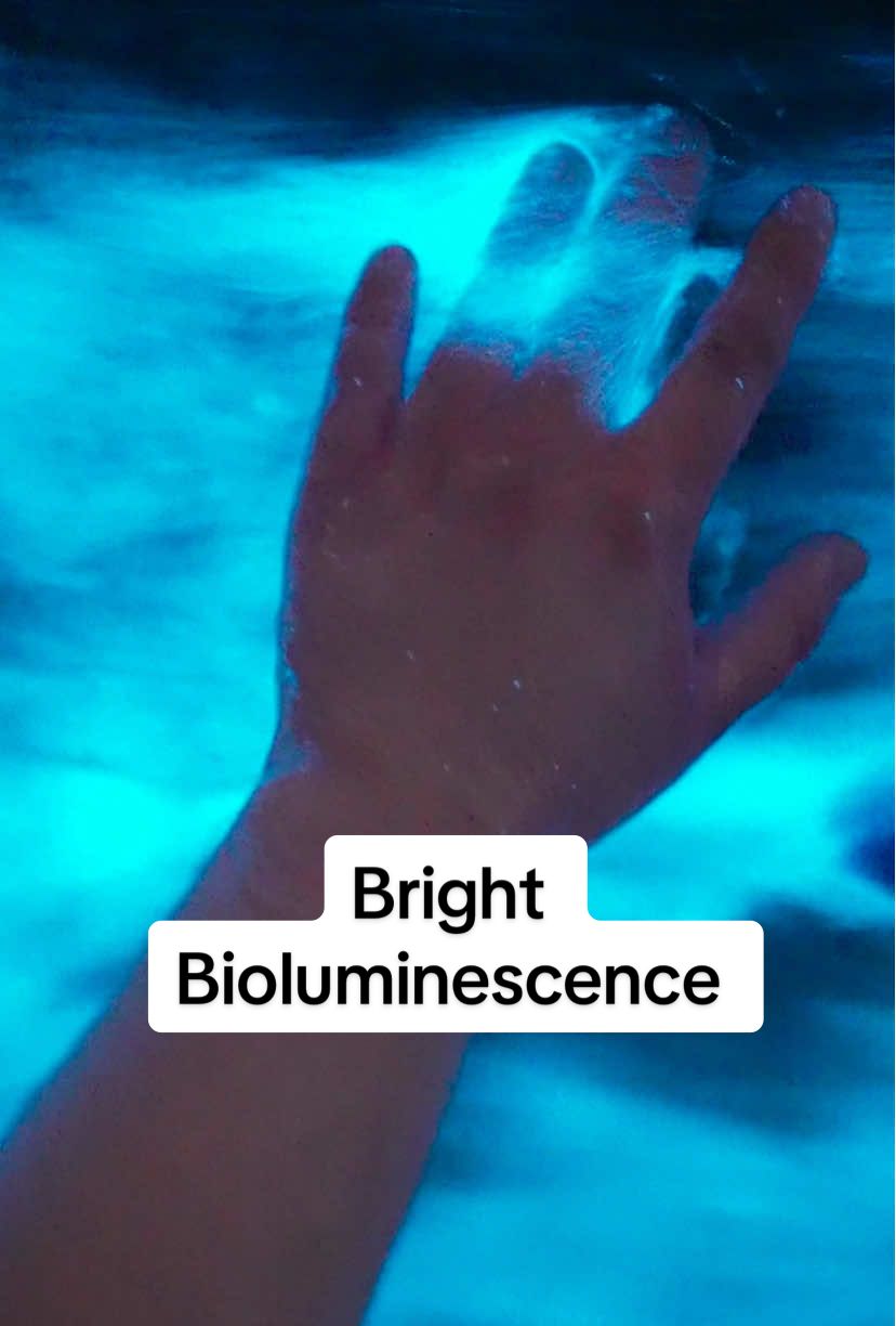 I’m still in shock over last weeks bioluminescence. Southern California seas have been lighting up the night for the past few weeks. I’m really curious how many of you have gone out to see it recently. Let me know in the comments! #bioluminescence #ocean #marinadelrey #glowing 