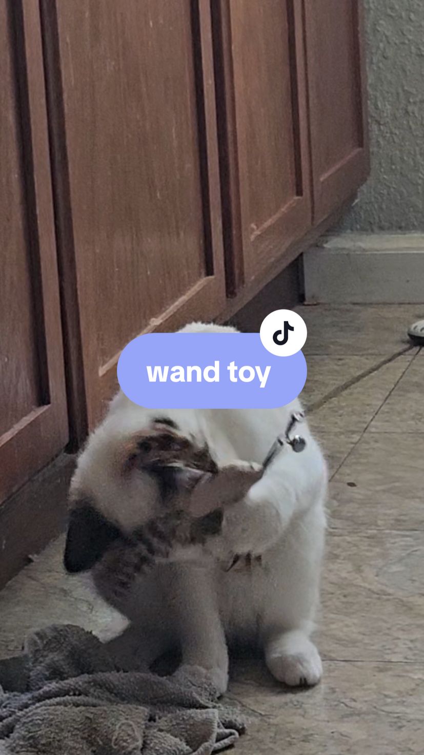 I really just wanted more fancy birds but a second wand didn't seem like a bad idea to me🤣 #cat #cats #kittens #kittensoftiktok #catsoftiktok #cattok #fosterkittens #fosterkittensoftiktok 