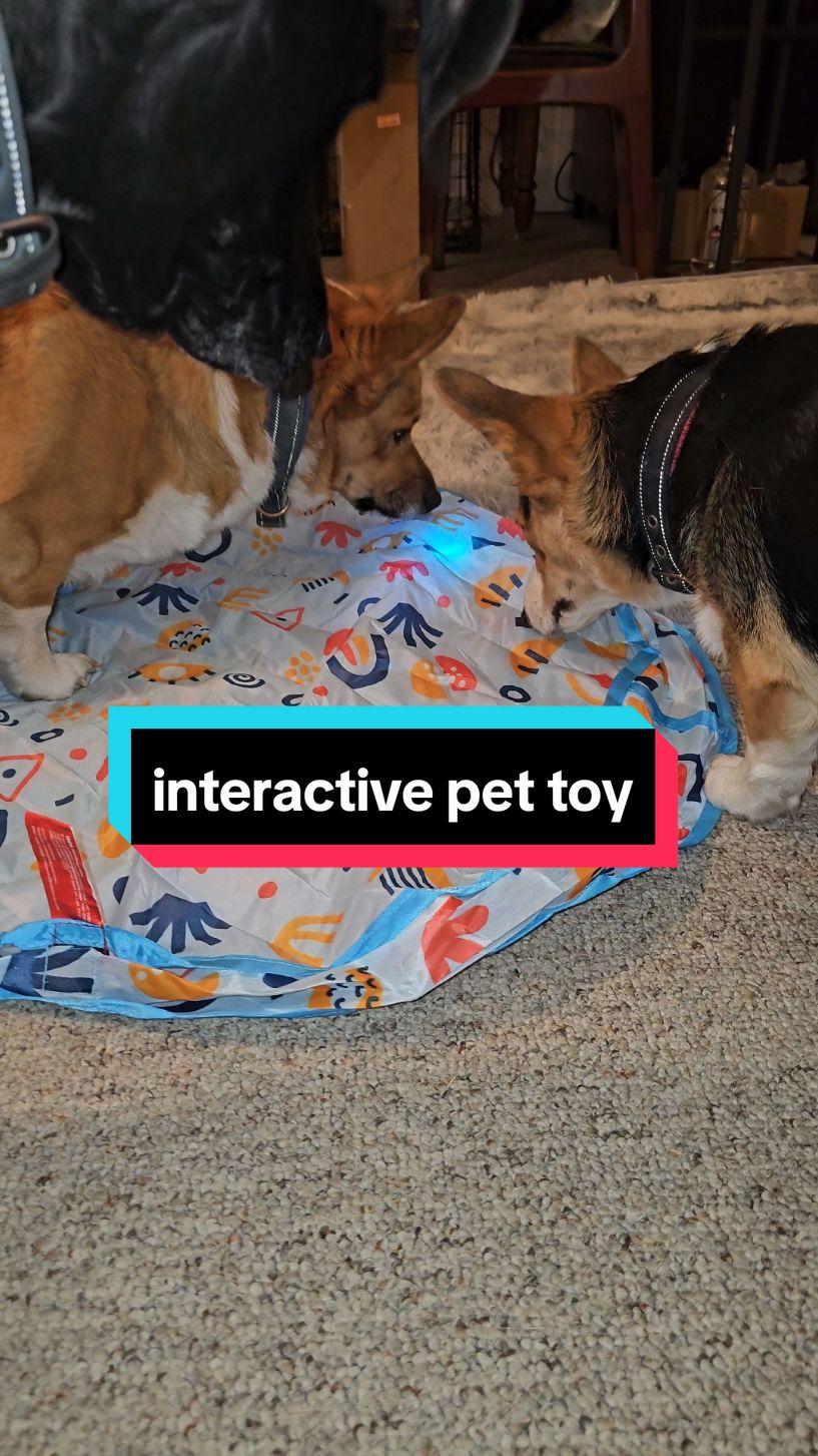 this thing has had my dogs captivated for hours!  #cattoy #dogtoy #corgi #playtime #rechargeable #christmas2024 #BestFriends 