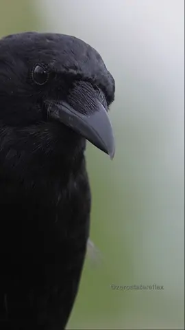 Today we see a beautiful Crow up close. They are naturally studious, examining the environment around them.  Crows demonstrate cognitive abilities comparable to a human child aged 5-7, and you can see it if you watch them closely. #crow 