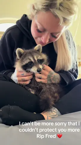 Im so sorry we couldnt do more to protect you fred 🦝you had your whole life infront of you. The DEC rather euthanized you than tried to find a propper rehaber 💔we are so sorry 