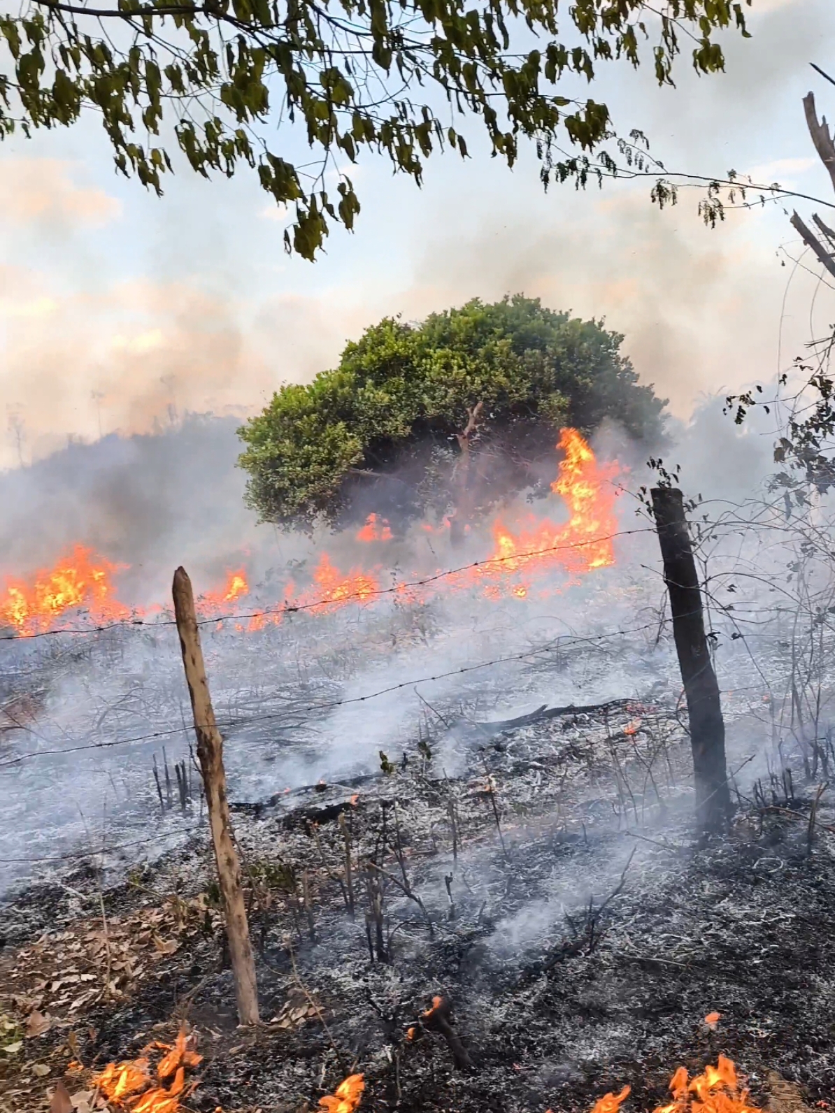 #roça #incendio #touro #vidanocampo 