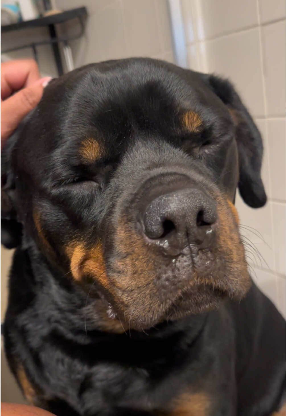 Replying to @Yvonne Mahon yes his vocalness has some range 😂🥰 #rottweiler #PetsOfTikTok #rottweilersoftiktok #dogsoftiktok #rottiesoftiktok #rottie 