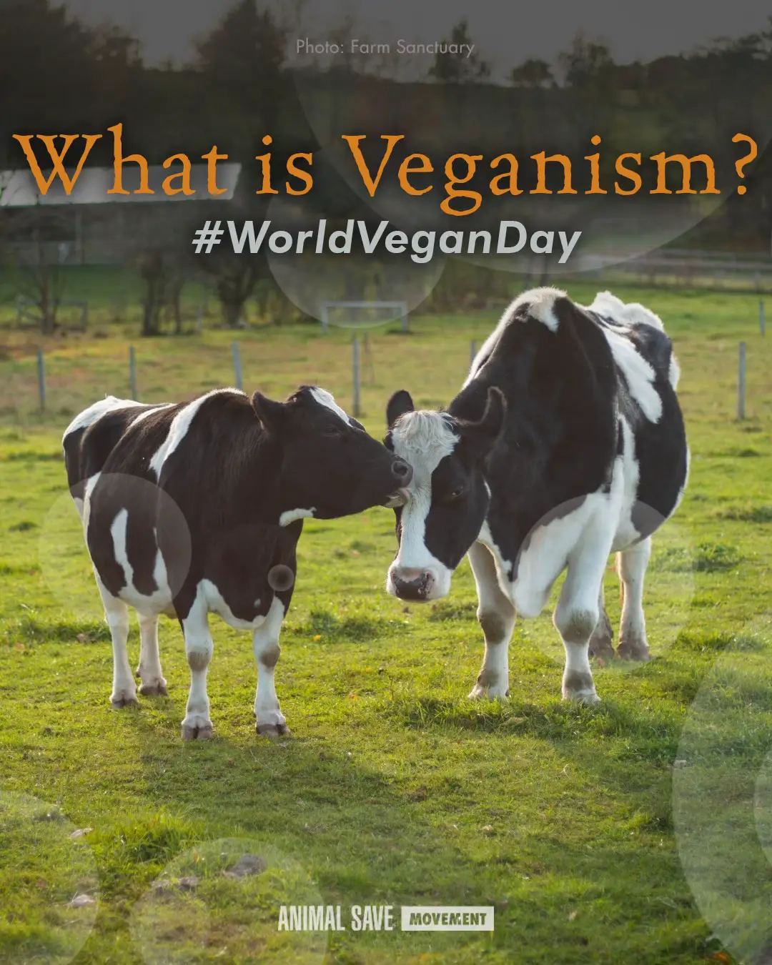 Happy #WorldVeganDay to all! Going vegan is the least we can do for the animals exploited and killed for food, clothing, entertainment, experiment and other purposes. 🌱❤️ Check out our free, downloadable guide for transitioning to a plant-based diet: plantbasedtreaty.org/vegan-pledge