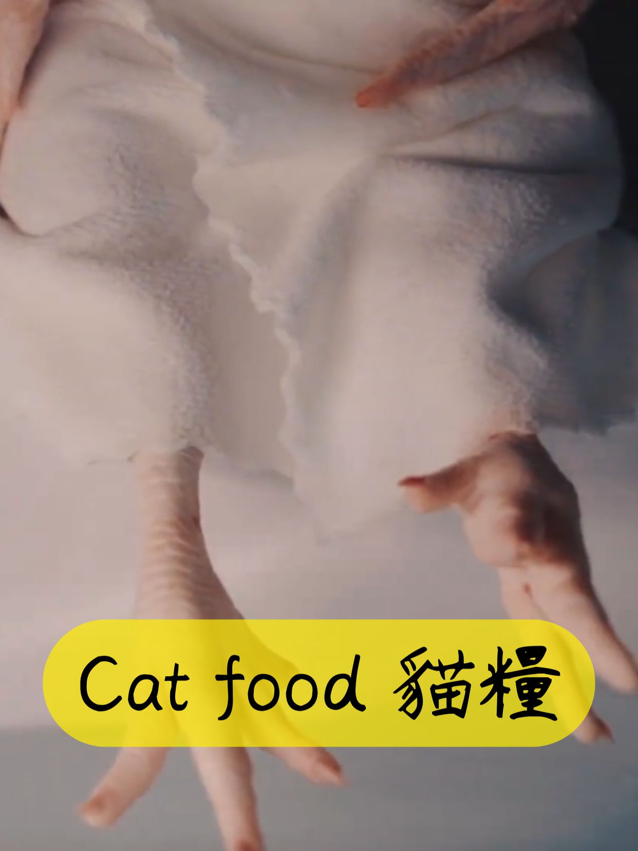 Cat food 貓糧 #funny #shorts #笑死方休 #shortsfunshow