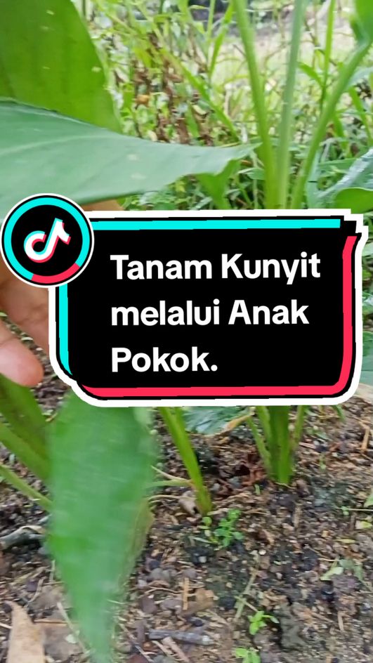 Tanam kunyit melalui anak pokok. Bagi saya lebih mudah tanam anak pokok dari umbinya..lagipun pokok kunyit lebih cepat membesar..mula2 saya tanam dengan umbi lepas dah tumbuh saya banyakkan kunyit saya dengan alihkan anak pokok je😊 #gengkebun #kebundapur #kebuntepirumah #tanamsendiri #kunyit #caratanamkunyit #anakpokokkunyit 