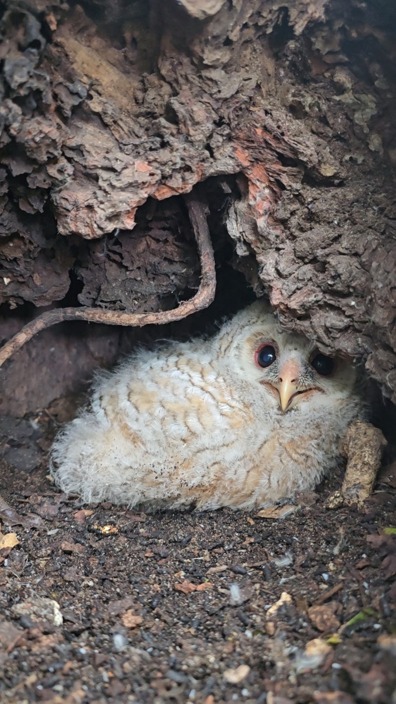 This little ball of fluff will soon leave it's nest to scramble higher into the trees 🌳  African Wood Owl 🦉  @BhejaneNatureTraining  #bhejanenaturetraining #fgasa #owl #forest #nature 