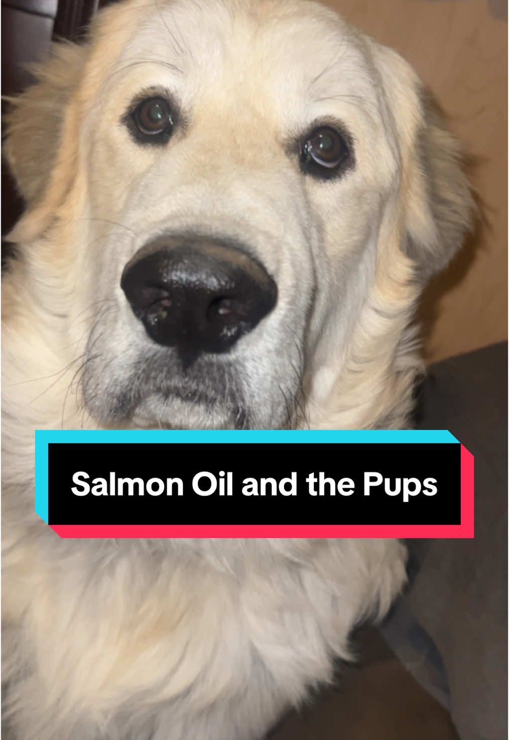 Did you know there are some Omega-3’s that only come from food? Like Vital Pet Lifes Salmon Oil. Rich in Omega-3, 6 and 9 great for your dogs health! #salmonoil #salmonoilforcats #omega3 #omega6 #omega9 #healthydogs #happydoglife #happydogs #doghealth #mypup #mydoggo 