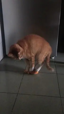 Does he like this little toy or not?#cutecat #pet #kucing #kitty 