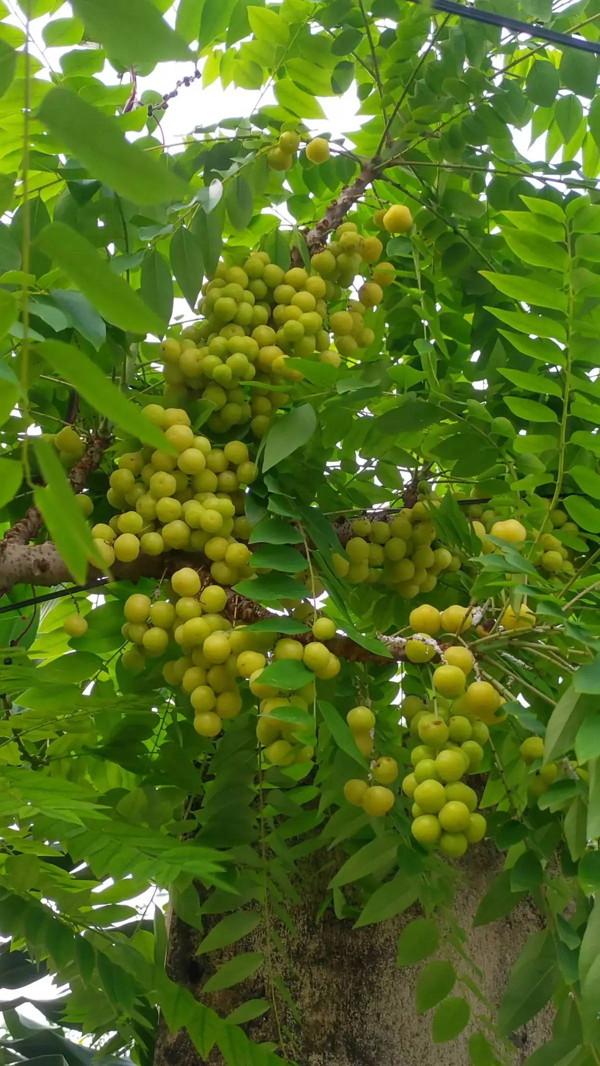 Rồi đập ra dầm mắm ớt tới công chuyện luôn nha 😂