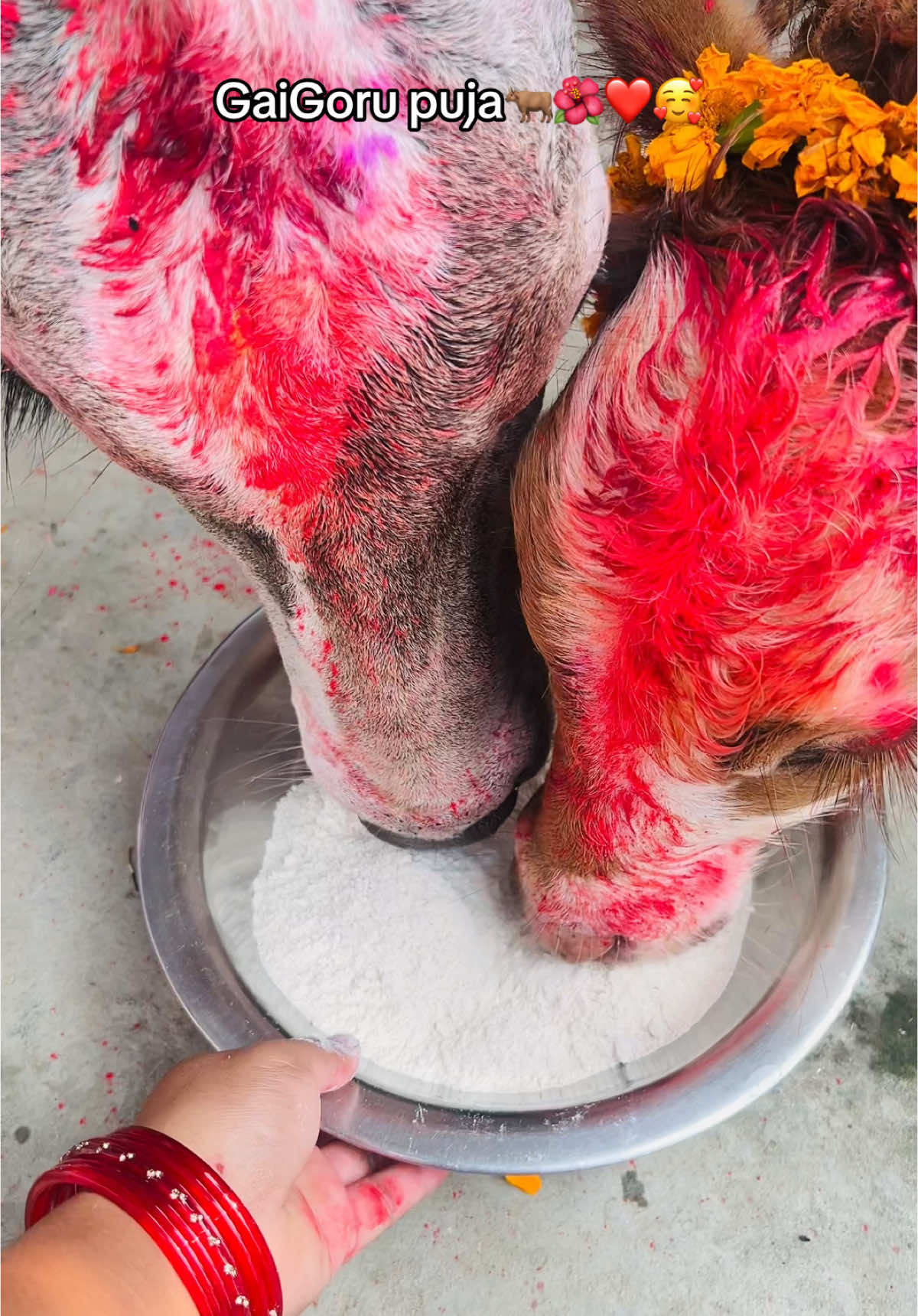 Gaigoru puja ko sabai jana lai subhakamana🌺❤️🥰 #tiharspecial #gorupuja 