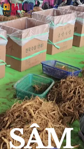 nhân sâm, hàn quốc sản phẩm chất lượng mang lại giá trị sức khỏe lớn ạ 