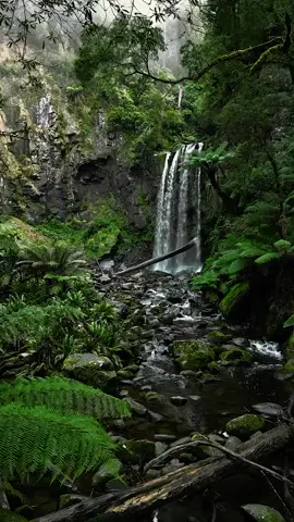 Plummeting 30m into the Aire River in the Great Otway National Park, Hopetoun Falls is an incredible natural wonder! The Great Otway National Park in Victoria is a must-visit spot along the Great Ocean Road for nature lovers of all ages and abilities. 🎥 FlyAus #ausgeo #seeaustralia #waterfall #travelinspo #greatotway