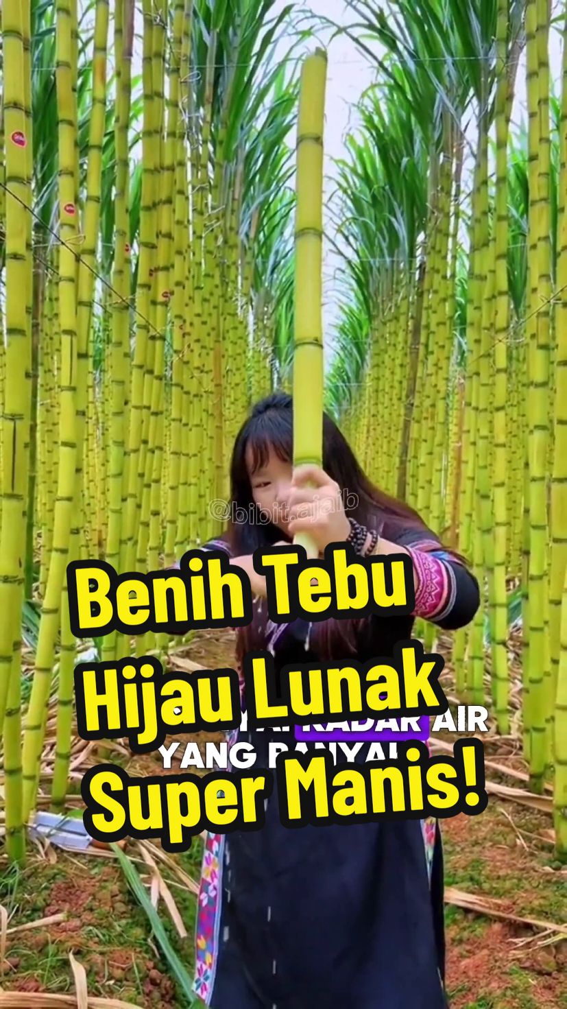 benih tebu hijau lunak super manis, siap diorder ya 😊 #benihhijau #benihtebu #benihtebutiongkok #menanamtebu #bibittebu