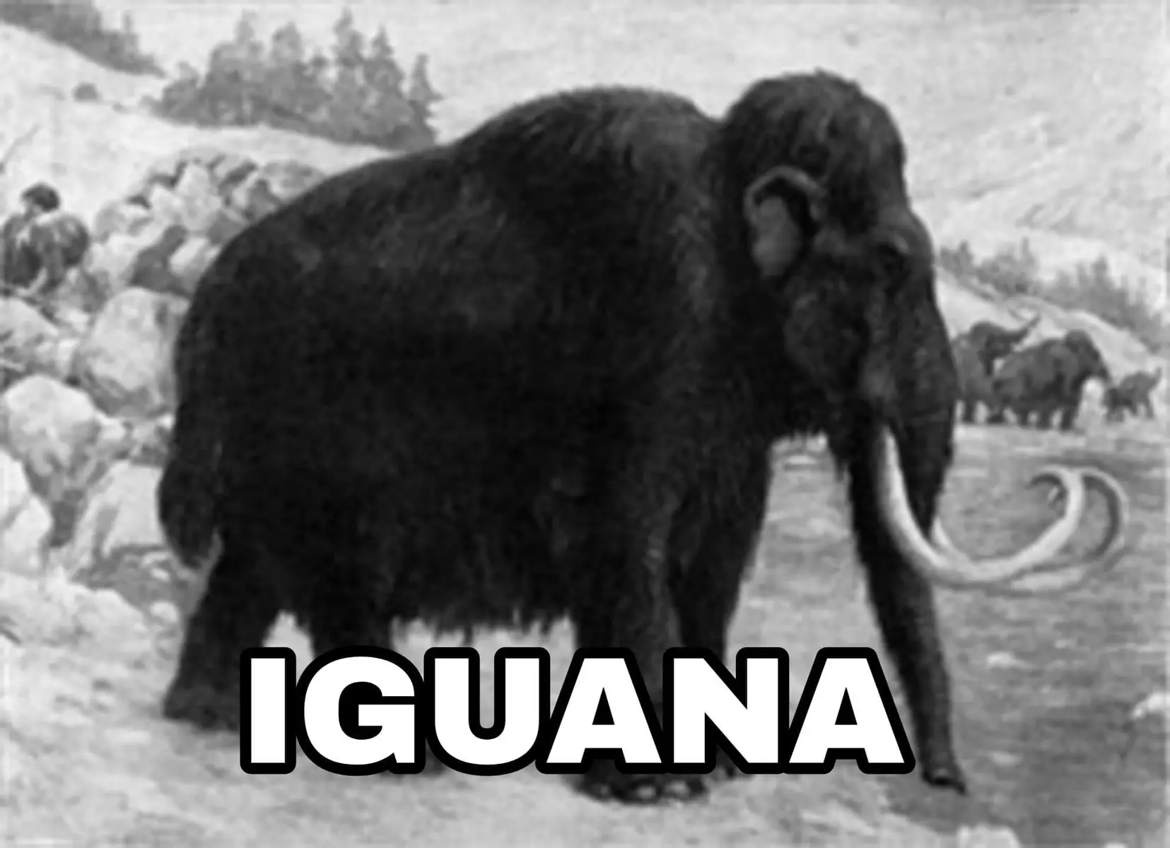 #iceage #eradehielo #roncorrorinco #iguana #tucan #humor 