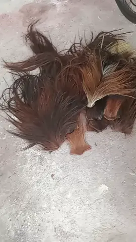 musim hujan ekor kuda harus kering