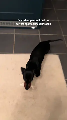 Anyone elses dogs just obsessed with burying tgeir treats🙃 #dachshund #sausagedog #dachshundlife 