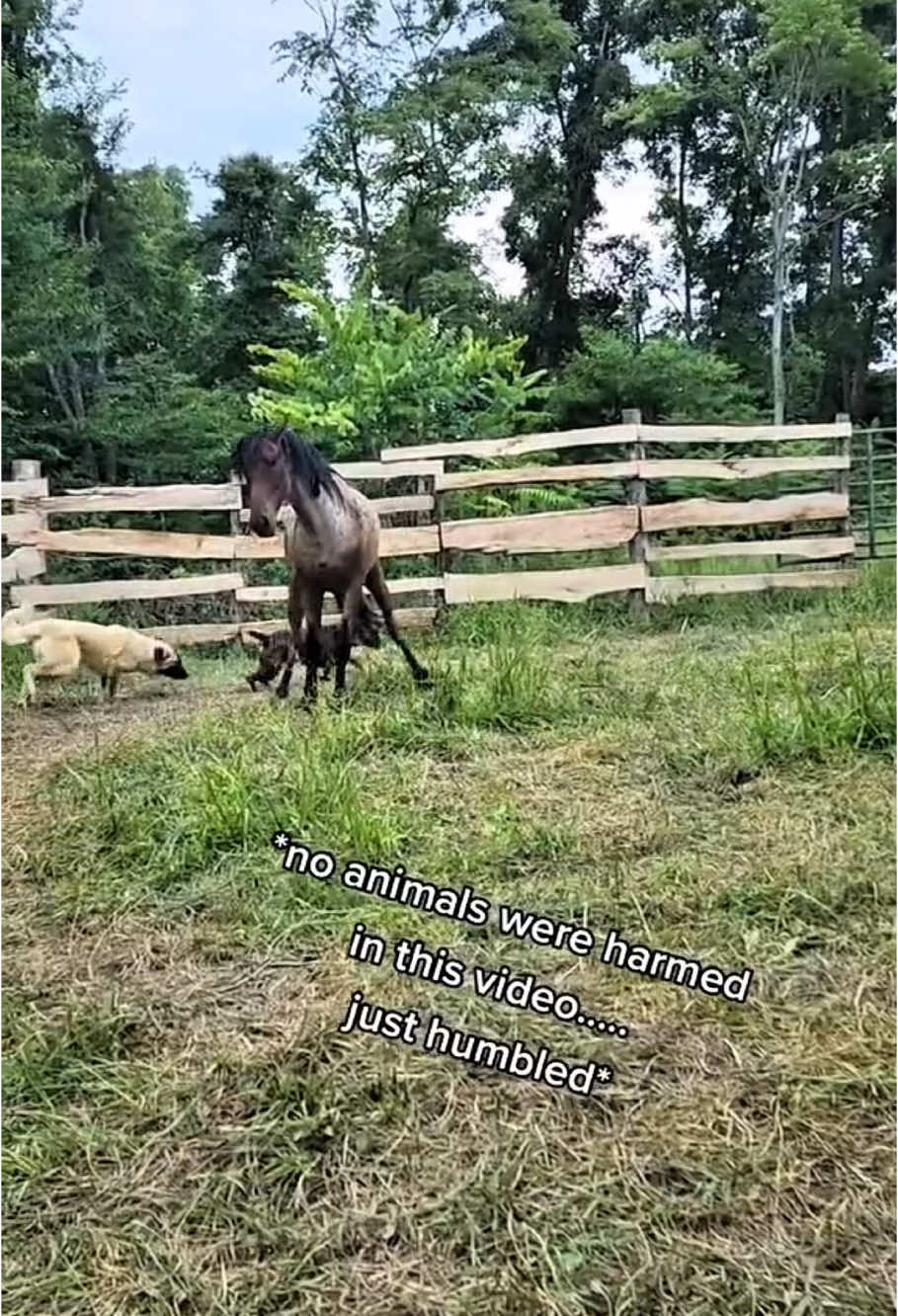 Funny Horse kicking🤣#funny #funnyvideo #funnyanimals #horse  #farm #horsesontiktok #hilarious #dog #🤣🤣🤣 