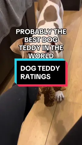 If Caaarrllzbergg did dog teddys…..#dogs #doggo #dogsoftiktok #dogtoy #tiktokmademebuyit 