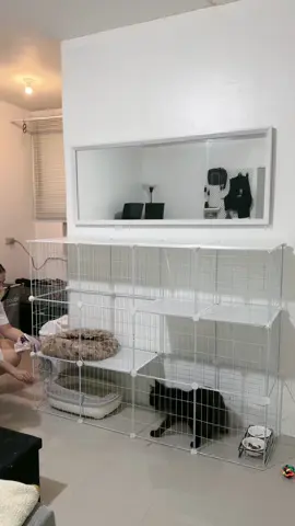 New set up ng cage ni blacky 🐱 #PetsOfTikTok 