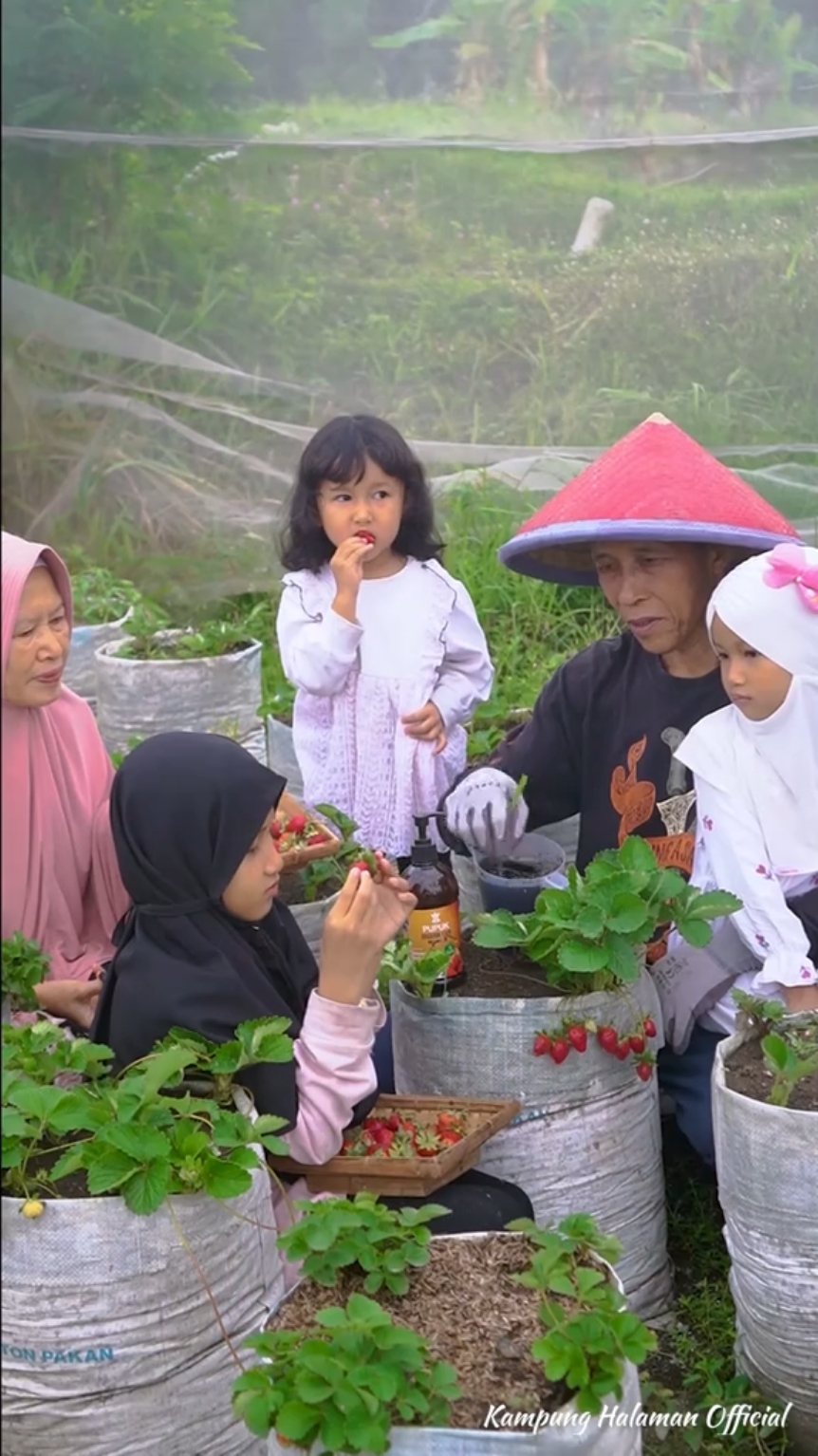 Memetik Stroberi di Kebun dan Nyerok Nila | Masak Semur Nila, Tumis Kangkung, Kue Mochi Stroberi | Kampung Halaman Stroberi tumbuh subur dan berbuah maksimal, rahasianya pakai pupuk organik cair dari infarm.id karena Mengandung unsur Kalsium organik yang dibutuhkan tanaman saat fase pembuahan dan terbukti 100% menghasilkan buah yang maksimal langsung cek dan beli produk original @infarm id 