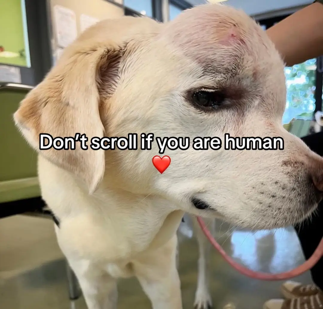 #dogsoftiktok #dogmom #fyp 