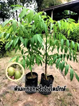 #ต้นมะกอกฝรั่งยักษ์อินโด  #ชุด 2 ต้น 350 บาท #ต้นไม้#ผลไม้#เกษตรอินทรีย์#เกษตรยุคใหม่🌾🌾 #ฟีดดดシ #ติดเทรนวันนี้ #เปิดค่าการมองเห็นมากที่สุด#ขึ้นหน้าฟีด tiktok