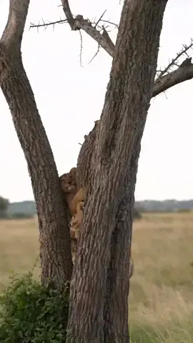 Future Lion Climbers There are several cases in which lions climb trees. Young lions, for example, do this quite regularly. Many other times, lions attempt to climb trees to steal prey from leopards trying to escape. They sometimes climb to get good shade and avoid insect bites.