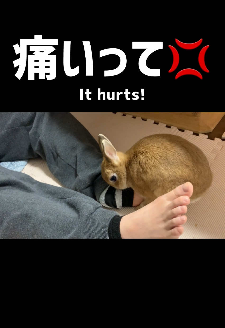 ウサちゃん噛んでるよドッキリ Rabbit Biting Prank #うさぎのいる生活  #bunny  #rabbits  #ネザーランド 