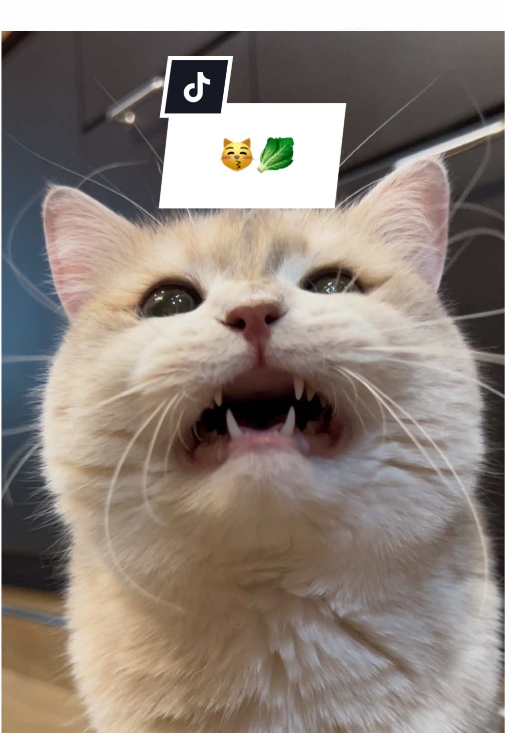 😽🥬 #lunettesthecat #ทาสแมว #แมวน่ารัก #สวนสัตว์tiktok #สัตว์เลี้ยงรีแอค #ลูเนท #เมะ #tiktokviral #บริติชช็อตแฮร์ 