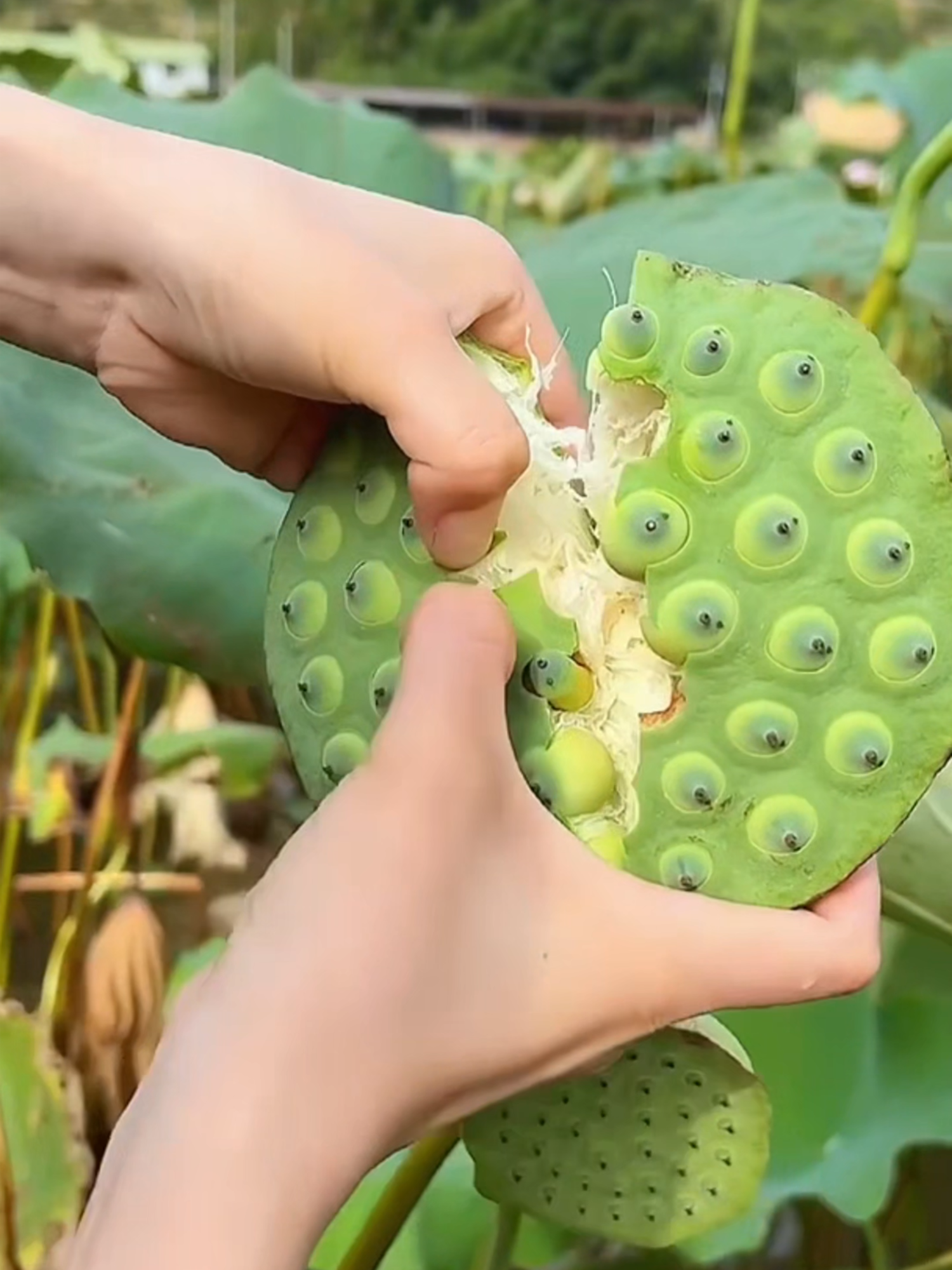 #asmr #fruit #fruits