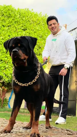 حصان مش كلب ماشاء الله 😍😍               #باسم_هانط #basemhunt #dog #doglover #rottweiler #dogs #كلاب 