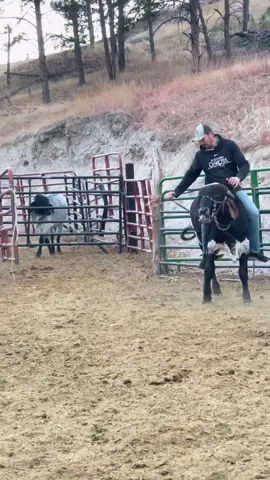 Riding Rank Frank in the round pen. #foryoupageシ #foryouシ #fypage #fyp #fypシ゚viral #southdakota #brahman #brahma #brahmancattle #brahmanbull #bullriding #bullrider #bull #rodeo #riding  #western #cowboys #rancho #reelschallenge #native