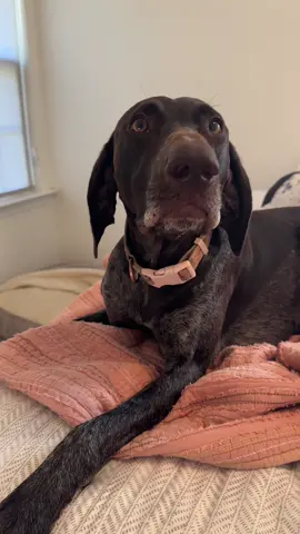 From the bottom of my heart THANK YOU ❤️ #brokedog #gsp #gml 